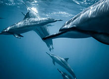 KaiyunAPP-张庆鹏罕见发火 批球员防守不玩命